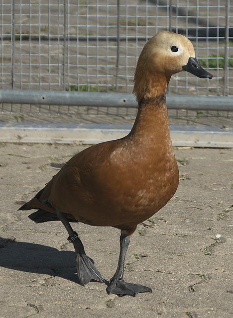 成為
